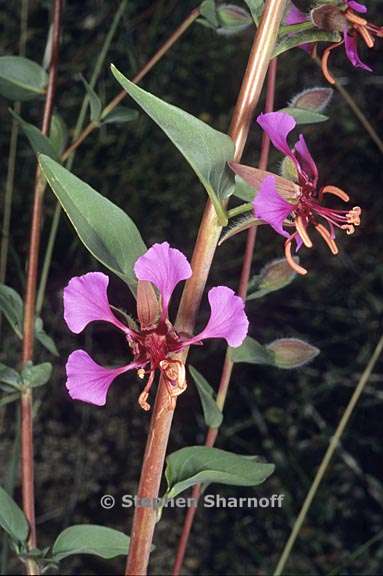 clarkia unguiculata 5 graphic